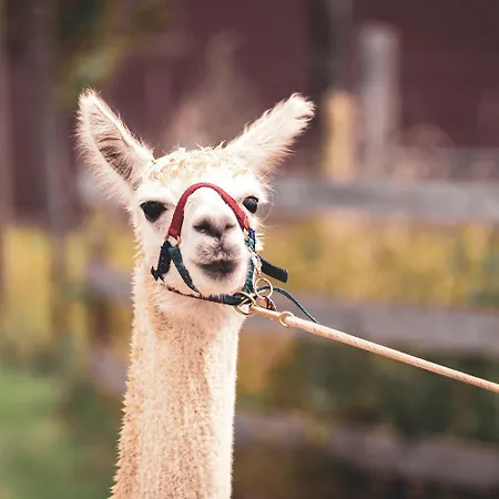 דירה Sternenzelt Alpakas - & Tiere Hautnah Erleben