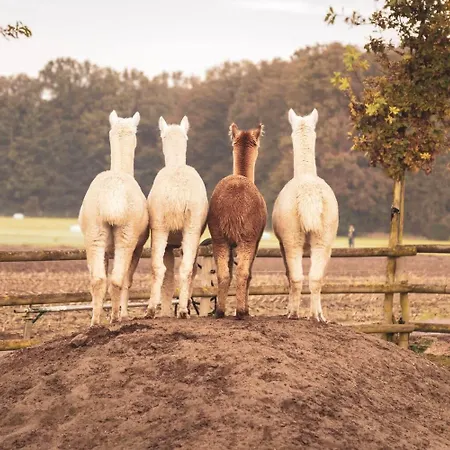 Sternenzelt Alpakas - & Tiere Hautnah Erleben דירה