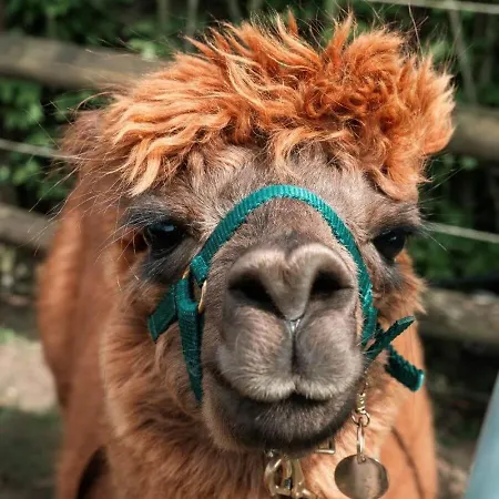 Sternenzelt Alpakas - & Tiere Hautnah Erleben Borken (North Rhine-Westphalia)