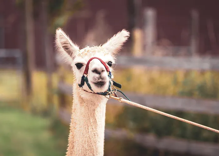 Apartament Sternenzelt Alpakas - & Tiere Hautnah Erleben