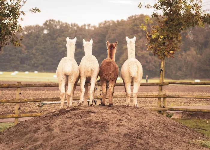 Sternenzelt Alpakas - & Tiere Hautnah Erleben Apartament
