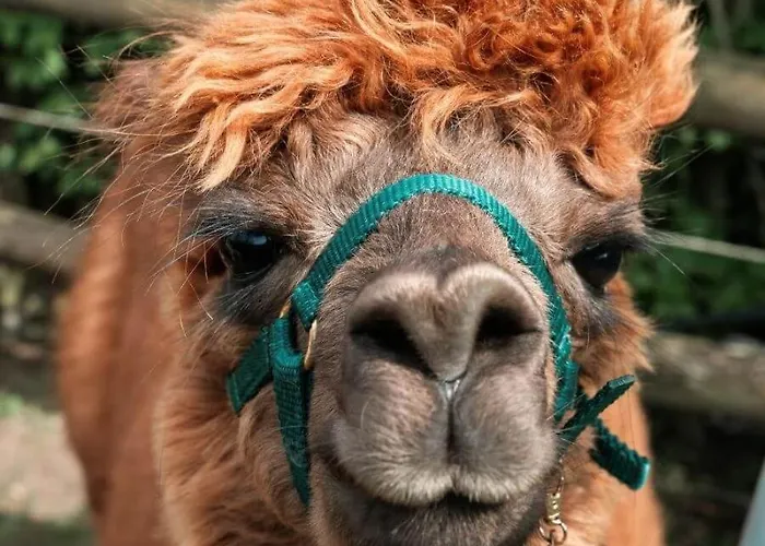 Sternenzelt Alpakas - & Tiere Hautnah Erleben Borken (North Rhine-Westphalia)